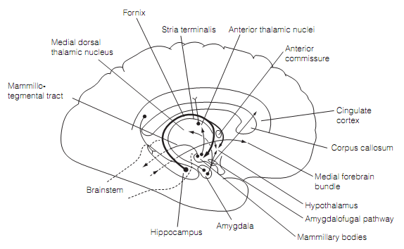 637_Limbic connections of the hypothalamus.png